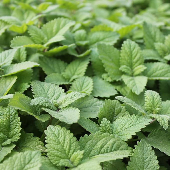 Melissa Essential Oil