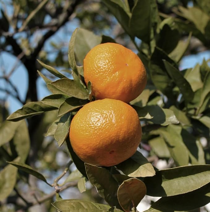 Pure Mandarin Essential Oils