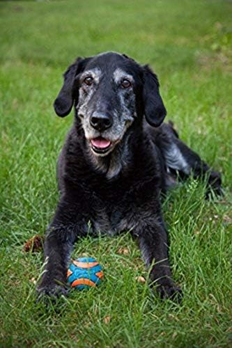 Chuckit! Ultra Squeaker Ball Dog Toy, Small (2 Inch) 2 Pack for Small Breeds