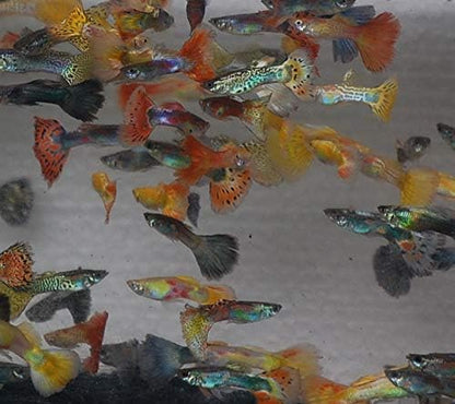 Quinn's Fins- Male Assorted Guppy 3 Pack