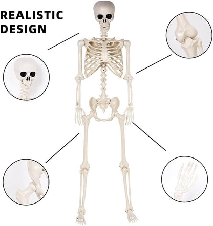 2 Pack 36" Halloween Skeleton - 3 ft Life Size Human Skeleton with Full Body Posable Joints - Spooky Scary Plastic Skeletons for Outdoor Decoration, Halloween Party Decor, Haunted House Props