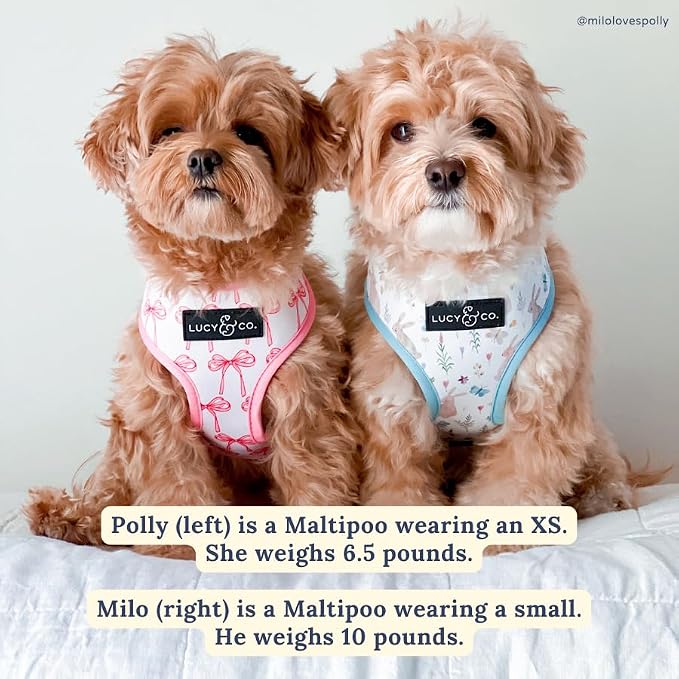 Lucy & Co. Reversible Dog Harness - Water-Repellent Neoprene, Dual-Print Design, Easy Swap Style, Adjustable Comfort Fit - Take a Bow Reversible Harness - Small