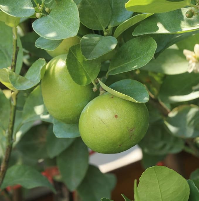 Lime Essential Oil