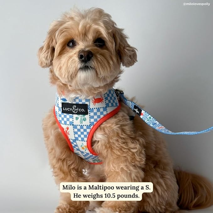 Lucy & Co. Sunny in Sicily Reversible Dog Harness, Adjustable Comfort Fit with Dual Leash Attachments, X-Large