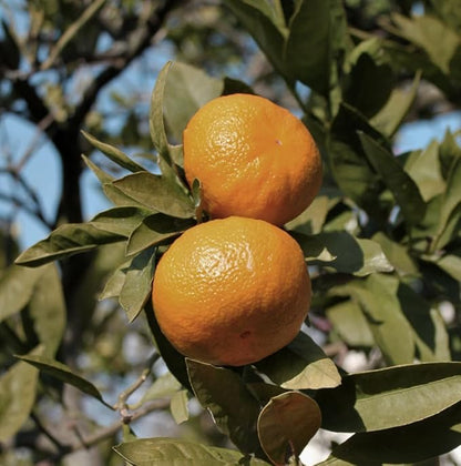Pure Mandarin Essential Oils
