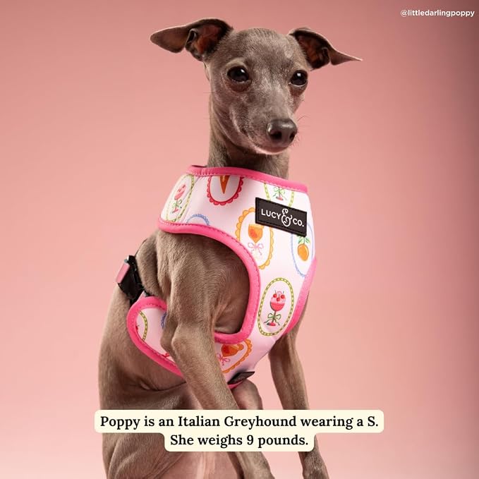Lucy & Co. Dolce Vita Reversible Dog Harness, Adjustable Comfort Fit with Dual Leash Attachments, Large