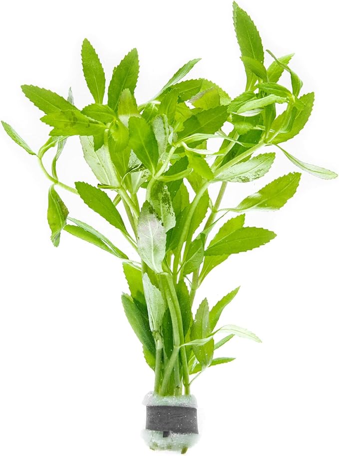 SubstrateSource Live Aquarium Stem Plants - Freshwater Aquatic Plant for Fish Tanks, Aquascaping - (Limnophila Belem, 1 Bunch)