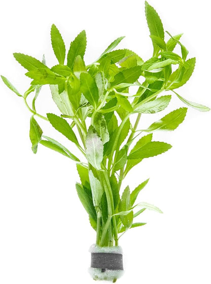 SubstrateSource Live Aquarium Stem Plants - Freshwater Aquatic Plant for Fish Tanks, Aquascaping - (Limnophila Belem, 1 Bunch)