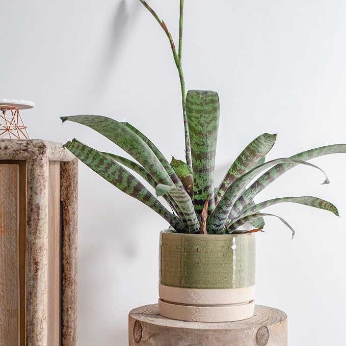 HERDUK 6 Inch Plant Pots, Ceramic Planter Pot with Drainage Hole & Saucer, Indoor/Outdoor Cylinder Round Planter Pot, Green & Beige