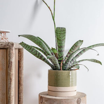 HERDUK 6 Inch Plant Pots, Ceramic Planter Pot with Drainage Hole & Saucer, Indoor/Outdoor Cylinder Round Planter Pot, Green & Beige