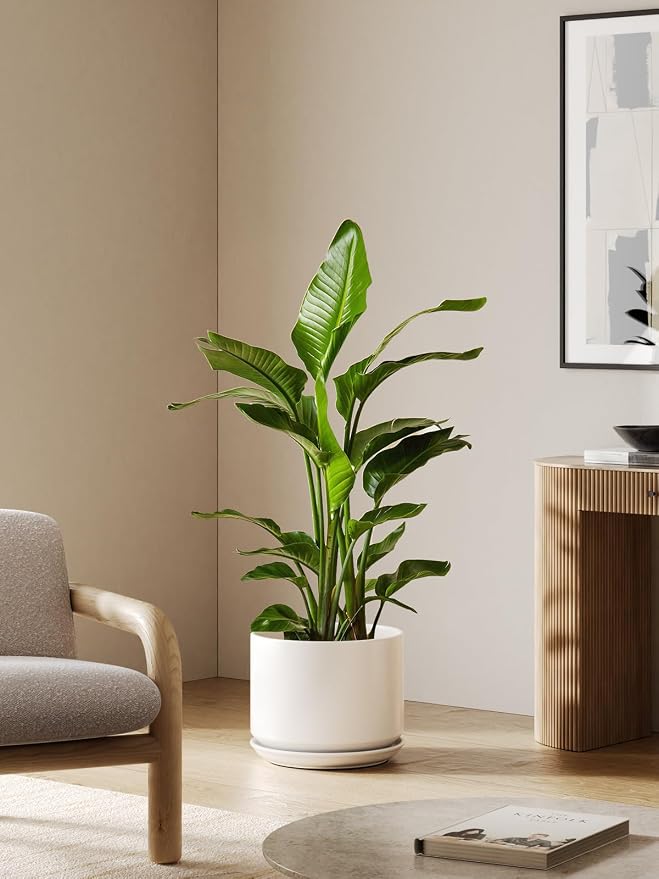 LE TAUCI 12 Inch Pots for Plants, Ceramic Plant Pots with Drainage Holes and Saucers, Elegant and Durable Large Plant Pot, Perfect for Home & Office Decor, White