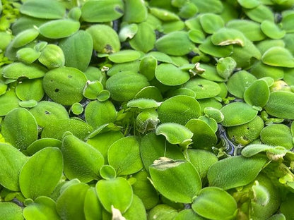 Salvinia Minima Water Spangle Live Floating Aquarium Plant Freshwater Planted Tank Ponds Aquascapes Natural Water Filtration Easy Care Growing Natural Shade Cover Betta Shrimp Salvinia 6 Plants