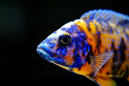 S&C AQUATICS MINI Beefheart & Soft BIT Mix,Beef Heart,Discus Food,Angel Fish Food,Cichlids (32oz - 2 LBS) A8