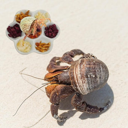4.53" Hermit Crab Ceramic Food Dish,7 Compartments Ceramic Anti-Turning Food & Water Bowl for Hermit Crab Tarantula Snail