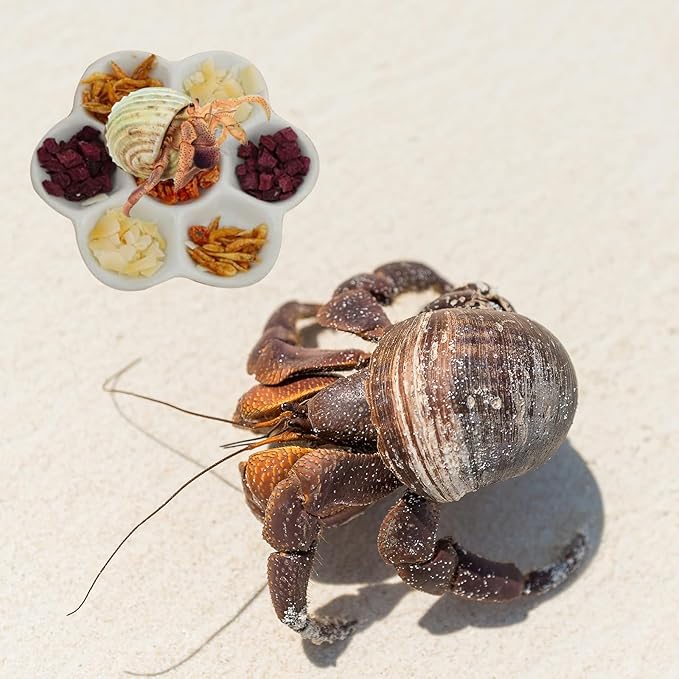 3.5" Hermit Crab Ceramic Food Dish,7 Compartments Ceramic Anti-Turning Food & Water Bowl for Hermit Crab Tarantula Snail,2Pcs