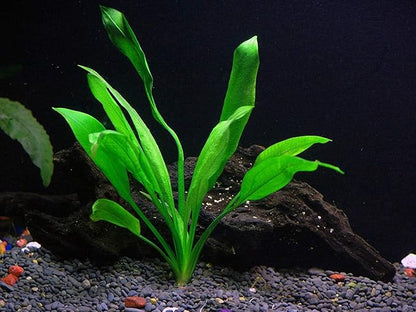 Potted Live Aquarium Plants | Freshwater Aquatic Plants for Aquariums (Amazon Sword, 5 Pack)