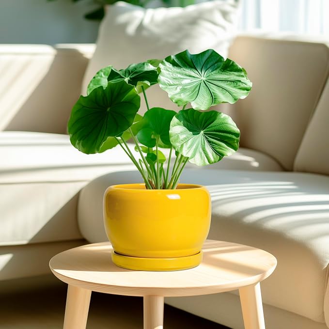 SQOWL Ceramic Plant Pot - 8 Inch Planter for Indoor Outdoor, Decorative Plant Pot with Drainage Hole and Saucer, Modern Round Planter for Flower, Desk Decor, Housewarming Gifts, Yellow