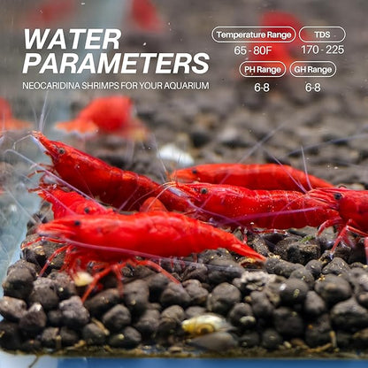 Fire Red Premium High-Grade Cherry Shrimp Neocaridina Freshwater Aquarium, Live Shrimp Freshwater Aquarium Live Arrival Guarantee (Pack 10)
