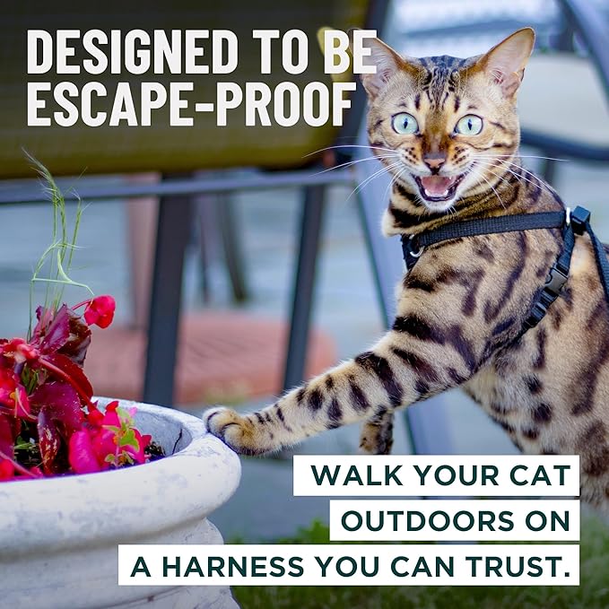 Houdini™ Escape Proof Kitten Harness and Leash (Pink, S) | Adjustable walking vest with 6ft lead, breathable mesh, snug secure fit, light and gentle for first outdoor adventures