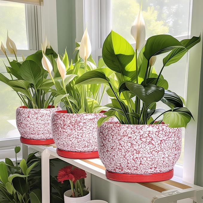 SQOWL Ceramic Pots for Plants - 8 inch Indoor Planter with Drainage Hole and Tray, Ceramic Flower Pot Outdoor, Round Decorative Planter, Bedroom Decor, Gifts for Plant Lovers, Red and White