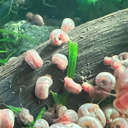 10 Live Ramshorn Snails by Dylfinds for Freshwater Aquarium/Pond Colony Start Clean-up Crew Planorbella Duryi (Variety Mix)