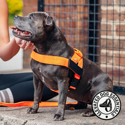 Dog Friendly Co. Dog Harness for Small Dogs (Hi-Vis Orange, Extra Small) | One Click Buckle, Chafe Resistant Webbing, Adjustable Neck & Chest, and Heavy Duty D-Ring, Sturdy Comfortable and Easy to Use