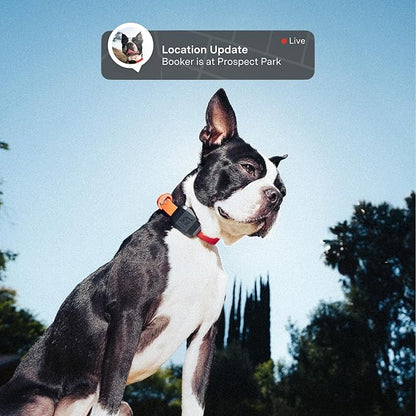 Fi Mini GPS Tracker for Dogs — 6-Month Membership Included — Smart Pet Tracking