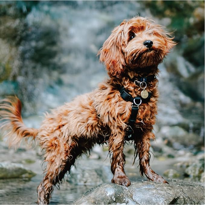 Blue-9 Buckle-Neck Balance Harness, Fully Customizable Fit No-Pull Harness, Ideal for Dog Training and Obedience, Made in The USA, Camo, Medium