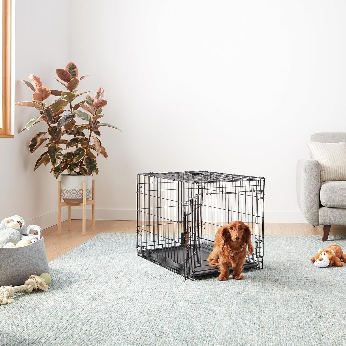 Amazon Basics Durable, Foldable Metal Wire Dog Crate with Tray, Single Door, 30 x 19 x 21 in, Black