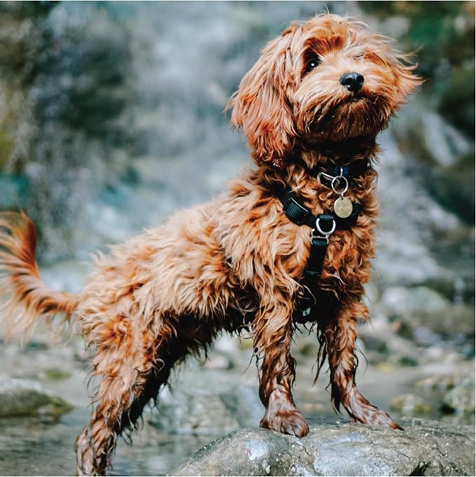 Blue-9 Buckle-Neck Balance Harness, Fully Customizable Fit No-Pull Harness, Ideal for Dog Training and Obedience, Made in The USA, Hunter Green, Small