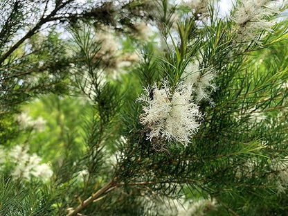Tea Tree Essential Oil
