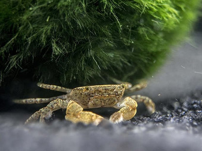 Aquatic Arts 10 Live Freshwater Pom Pom Crabs | Real Living Nano Aquarium Fish Tank Pet | Betta/Danio/Rasbora/Guppy Compatible
